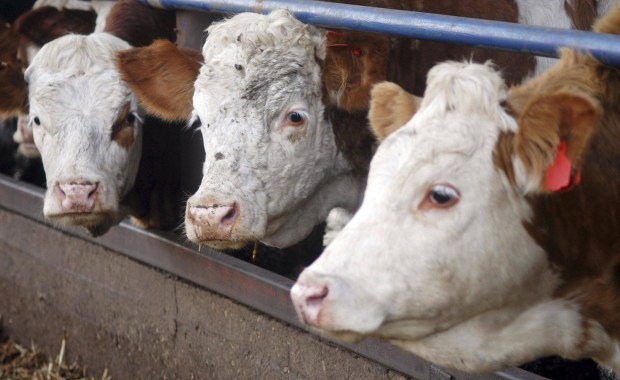 Katar zwalcza kryzys… krowami. Chcą sprowadzić samolotami 4 tysiące zwierząt