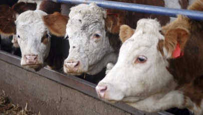 Katar zwalcza kryzys… krowami. Chcą sprowadzić samolotami 4 tysiące zwierząt