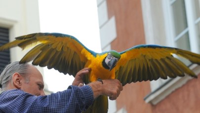 Kataryniarz nielegalnie handlował, papuga nielegalnie wróżyła. Ruszył proces