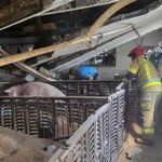 Katastrofa budowlana w chlewni. 150 świń przygniecionych