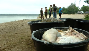 Katastrofa ekologiczna na Odrze się powtarza. Złote algi zabiły 100 ton ryb