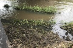 Katastrofa ekologiczna na rzece Barycz. Sytuacja wciąż jest trudna