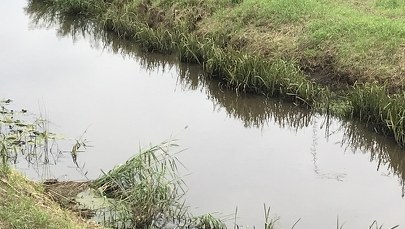 Katastrofa ekologiczna na rzece Barycz. Sytuacja wciąż jest trudna