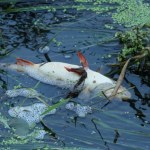 ​Katastrofa ekologiczna na Wkrze. Nie można korzystać z wody