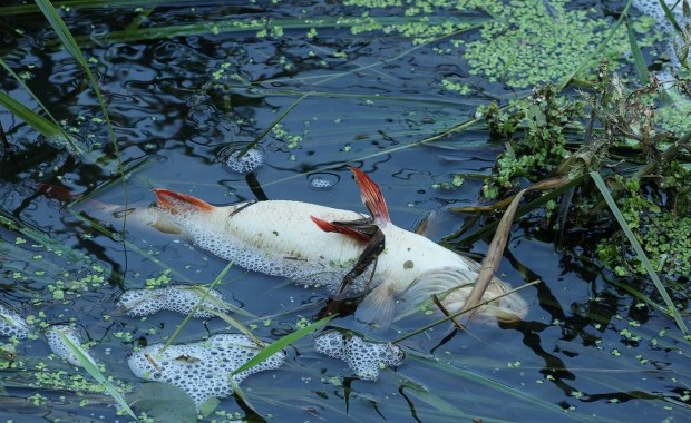 ​Katastrofa ekologiczna na Wkrze. Nie można korzystać z wody