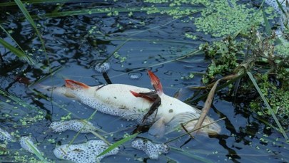 ​Katastrofa ekologiczna na Wkrze. Nie można korzystać z wody