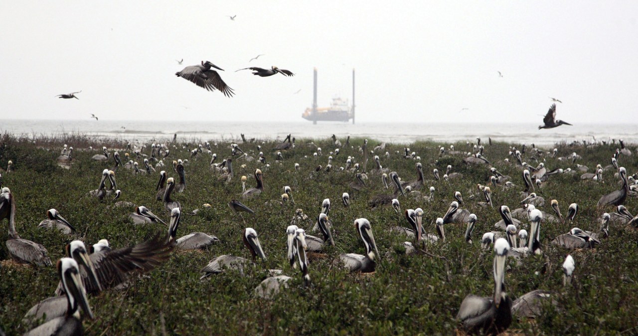 Katastrofa ekologiczna u brzegów USA