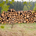 Katastrofa ekologiczna w Niemczech. Potężne zniszczenia lasów