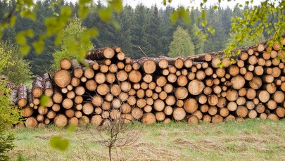 Katastrofa ekologiczna w Niemczech. Potężne zniszczenia lasów