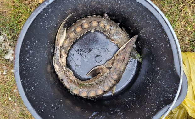 Katastrofa na Odrze: Padają wpuszczone tu jesiotry