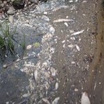 Katastrofa nad Odrą. Niemcy się boją