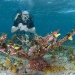 Katastrofa w oceanie. Budowały życie od tysięcy lat, teraz wymarły