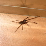 ​Kątniki kontra nasoszniki: Wielka wojna pająków w naszych domach