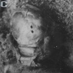 Katownia NKWD: "Kości ofiar przemieszane i porozbijane"