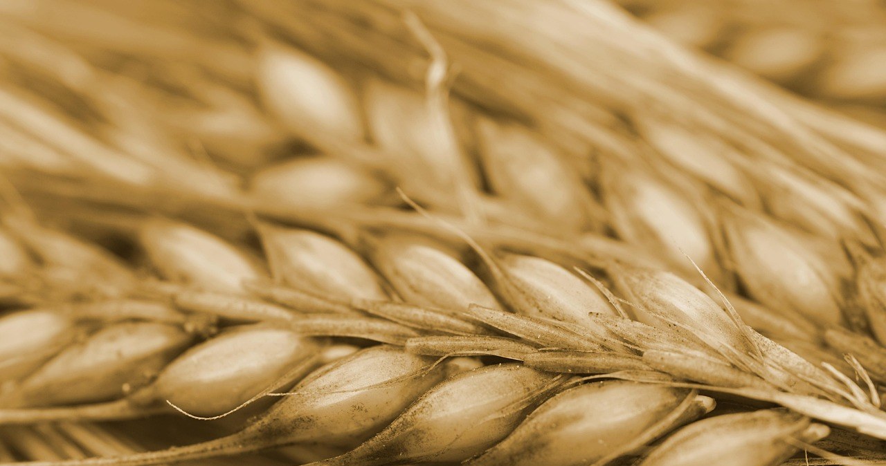 Каву з зерен ячменю можна дітям та вагітним /pixabay.com