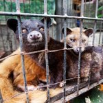 Kawa kopi luwak pochodzi z odchodów. Przez nią cierpią łaskuny