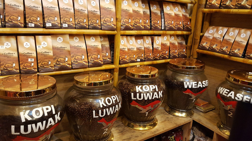 Kawa kopi luwak wytwarzana jest z ziaren Arabiki lub Robusty wydobywanych z odchodów łaskunów palmowych /123RF/PICSEL