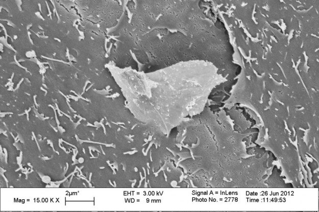 Kawałek grafenu penetruje błonę komórkową keratynocytu /materiały prasowe