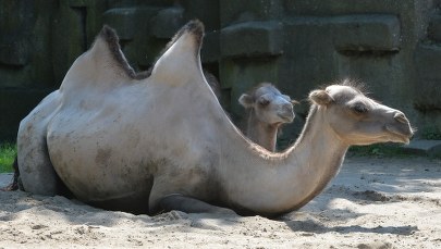 Kazachstan: Pięć osób zginęło po zderzeniu się z wielbłądem