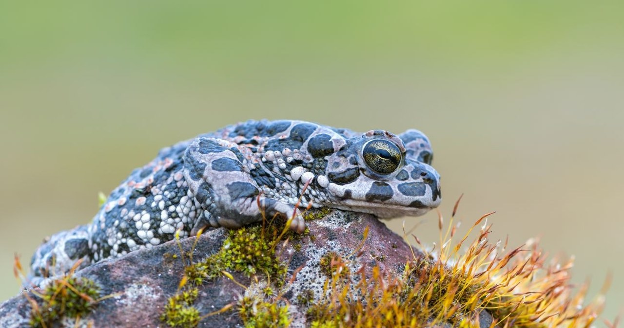 Każda ropucha zielona (łac. Bufotes viridis) posiada na skórze indywidualny wzór, który można porównać do odcisku palca człowieka /CanvaPro /Canva Pro