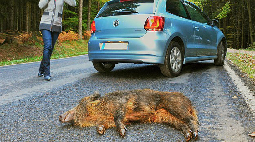 Każde zderzenie z dzikim zwierzęciem jest potencjalnie bardzo niebezpieczne. Dlatego kierowcy powinni zwracać szczególną uwagę na znak A-18b /