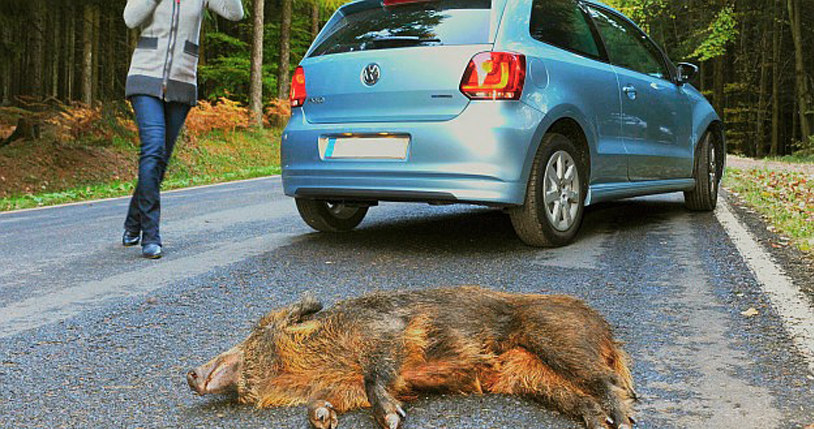 Każde zderzenie z dzikim zwierzęciem jest potencjalnie bardzo niebezpieczne. Dlatego kierowcy powinni zwracać szczególną uwagę na znak A-18b /