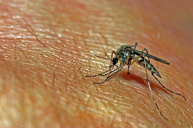 Każdego roku komary zabijają już prawie milion ludzi i zarażają 700 milionów /Panther Media /East News