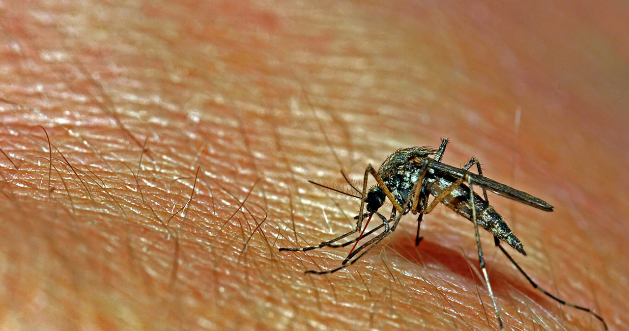 Każdego roku komary zabijają już prawie milion ludzi i zarażają 700 milionów /Panther Media /East News