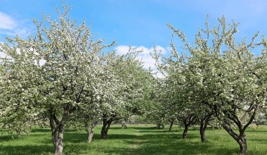 Każdej wiosny podlewam tym jabłonie. W sezonie gałęzie są pełne jabłek 