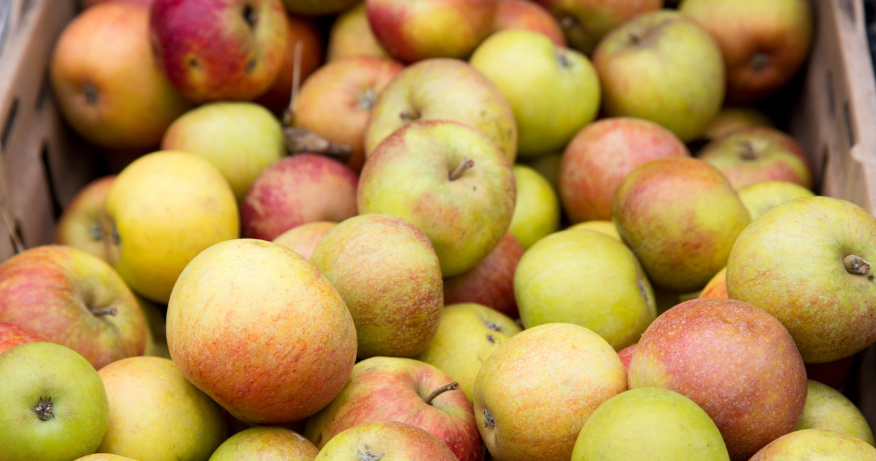 Każdy gatunek jabłka ma nieco inne zastosowanie w kuchni /123RF/PICSEL