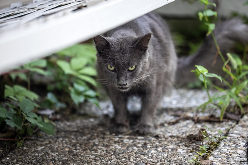 Każdy kot jest trochę psychopatą - mówią naukowcy /pixabay.com