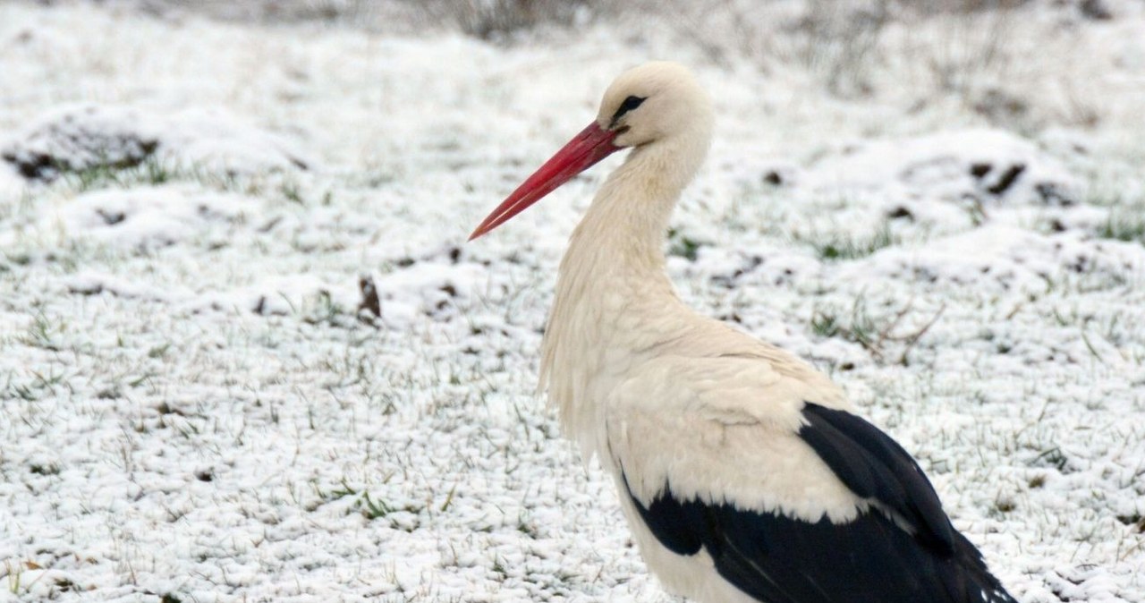 Każdy może zagłosować w plebiscycie na Zwierzę Roku 2026 /WOJCIECH ZATWARNICKI/REPORTER /East News