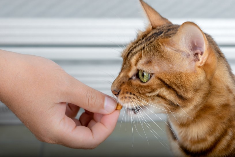 Każdy podawany kotu lub psu lek powinien być szczegółowo konsultowany z lekarzem weterynarii /123RF/PICSEL