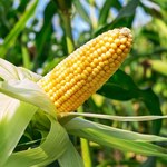 KE: 19 krajów Unii wprowadziło zakaz uprawy GMO
