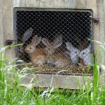 KE nie dotrzymała słowa ws. klatek. Wśród pozywających jest Polka