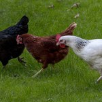 KE porozumiała się z Ukrainą ws. kurczaków. Może to uderzyć w polskich producentów