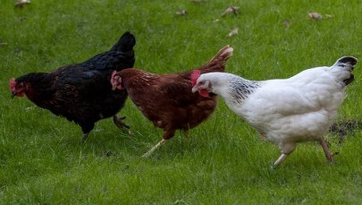 KE porozumiała się z Ukrainą ws. kurczaków. Może to uderzyć w polskich producentów