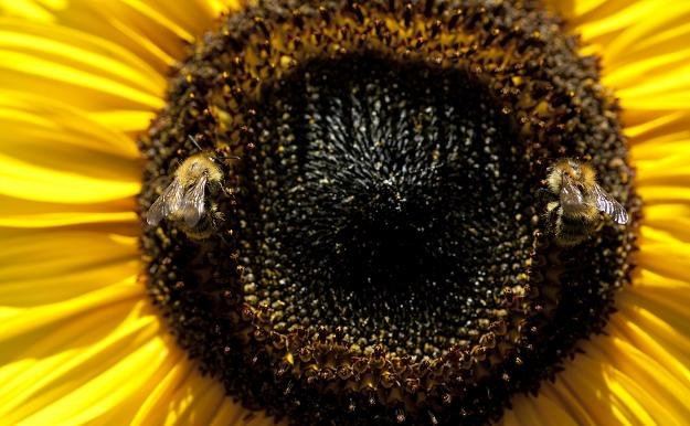 KE proponuje ograniczenia w stosowaniu pestycydów, toksycznych dla pszczół /AFP