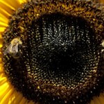 KE proponuje ograniczenia w stosowaniu pestycydów, toksycznych dla pszczół