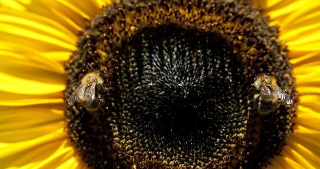 KE proponuje ograniczenia w stosowaniu pestycydów, toksycznych dla pszczół /AFP