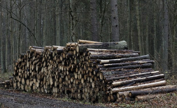 KE rozpoczyna procedurę przeciwko Polsce. Chodzi o Puszczę Białowieską