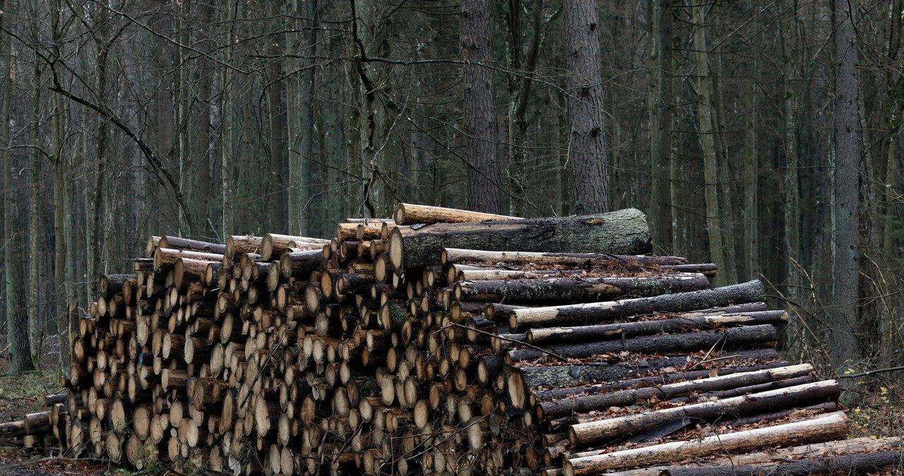 KE rozpoczyna procedurę przeciwko Polsce. Chodzi o Puszczę Białowieską