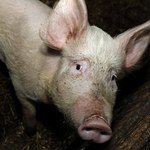 KE wzywa m.in. Polskę do wyjaśnień w sprawie dobrostanu świń
