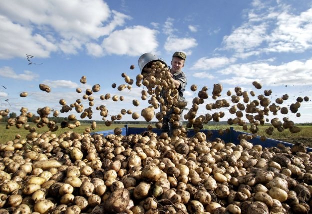 KE zgodziła się na produkcję modyfikowanego genetycznie ziemniaka /AFP
