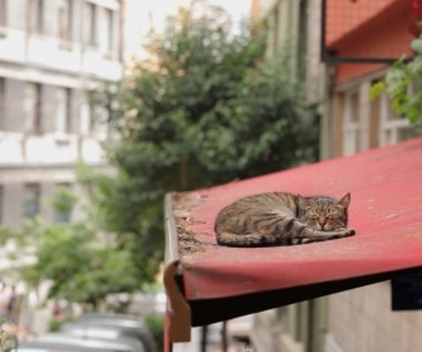 "Kedi - Sekretne życie kotów" [recenzja]: Wolność kocham i rozumiem