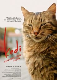 Kedi - sekretne życie kotów