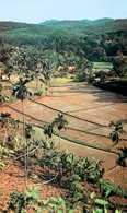 Kerala, pola ryżowe /Encyklopedia Internautica