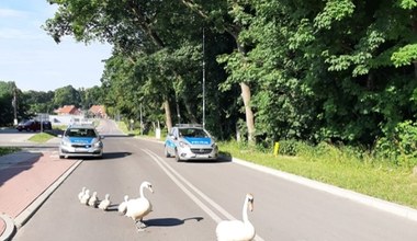 Kętrzyn: Policjanci pomogli łabędziej rodzinie