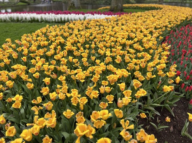 Keukenhof, jeden z największych tulipanowych ogrodów na świecie /	AA/ABACA /PAP