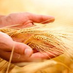KFPZ: pogarsza się jakość ziarna zbóż